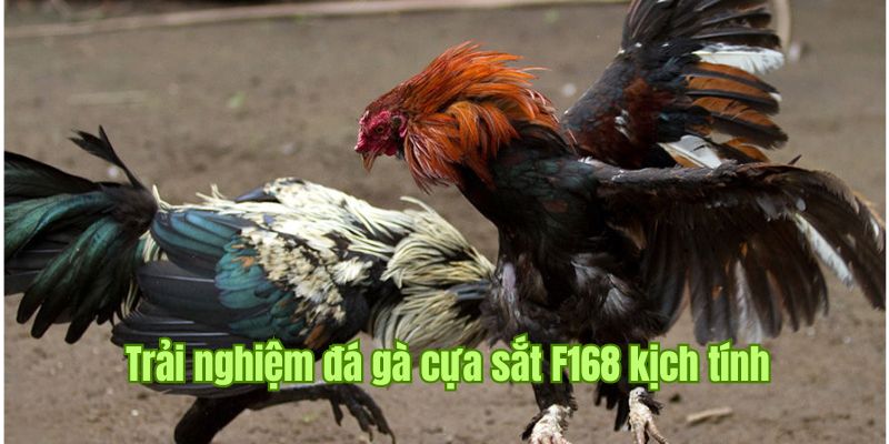 Chọi cựa sắt khốc liệt, hồi hộp theo từng phút giây