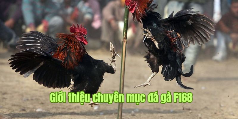Khám phá sảnh chọi gà F168 cực đỉnh
