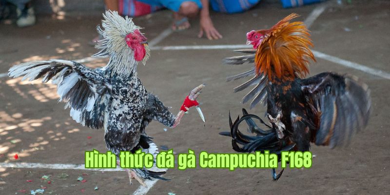 Hình thức đá gà F168 Campuchia cực sôi động