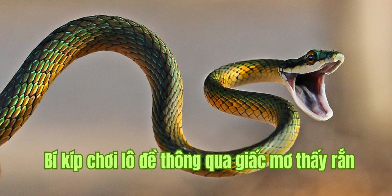 Ý nghĩa, số may mắn khi chiêm bao thấy rắn theo lô đề F168